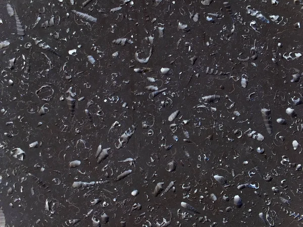 검은 석회암 화석 조개 — 스톡 사진