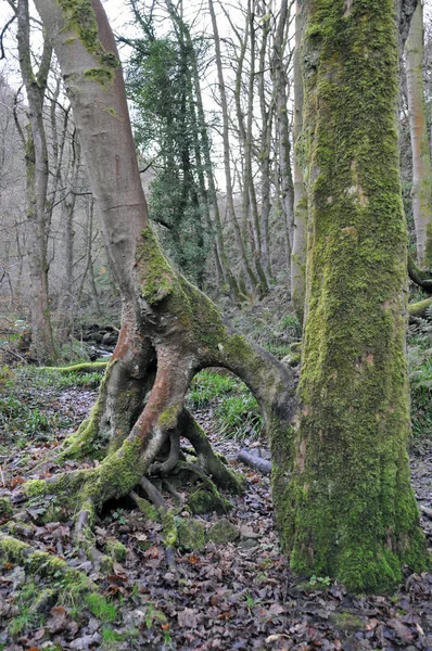Moosbewachsene Bäume mit freiliegenden, verdrehten Wurzeln im Winterwald — Stockfoto