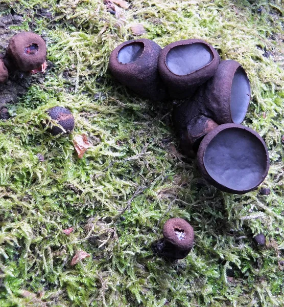 Μαύρη Βουλγάρα μύκητα που αναπτύσσεται σε μια σάπια δενδροοξιά που καλύπτεται από βρύα — Φωτογραφία Αρχείου
