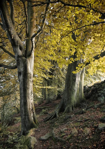 Scenic View Forest Selective Focus — Stock Photo, Image