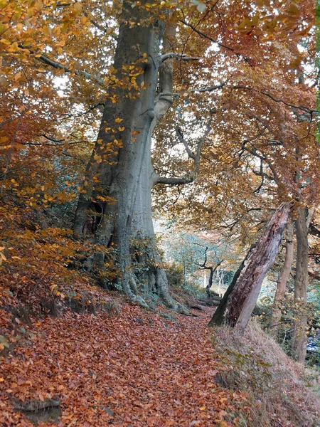 Skog väg i höst med stor Beech Tree Golden Brown fall — Stockfoto