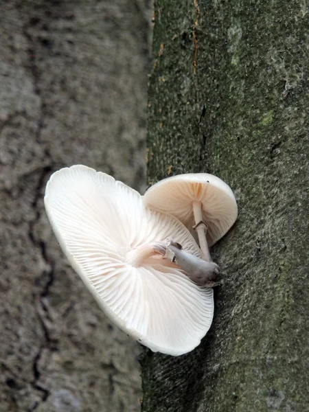 Μύκητας πορσελάνη που αναπτύσσεται σε ένα δέντρο οξιά στις αρχές του φθινοπώρου — Φωτογραφία Αρχείου