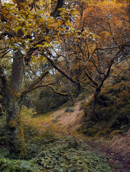 Höstens mörka skogsstig med höstfärger och vridna träd — Stockfoto