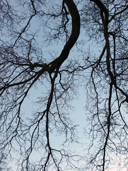 Ramas desnudas del árbol de invierno o un gran haya con s azul pálido — Foto de Stock