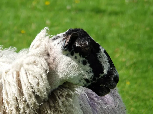 Чорне обличчя вівці ewe в профілі в полі — стокове фото