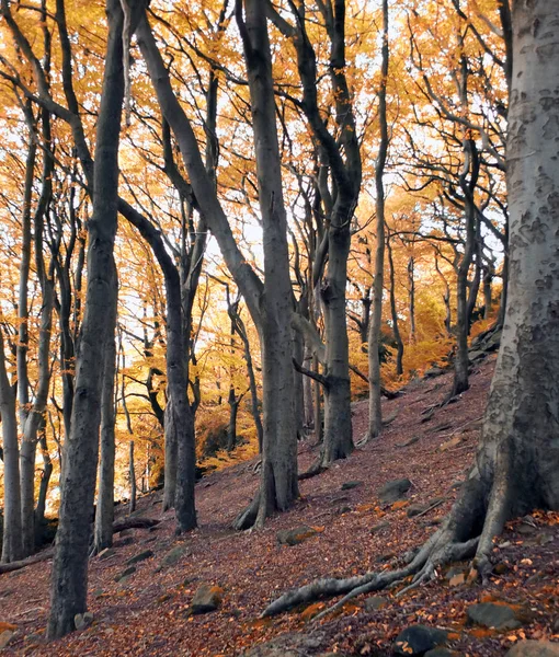 Antyczny Las jesienią ze złotymi kolorami na wysokim buku — Zdjęcie stockowe