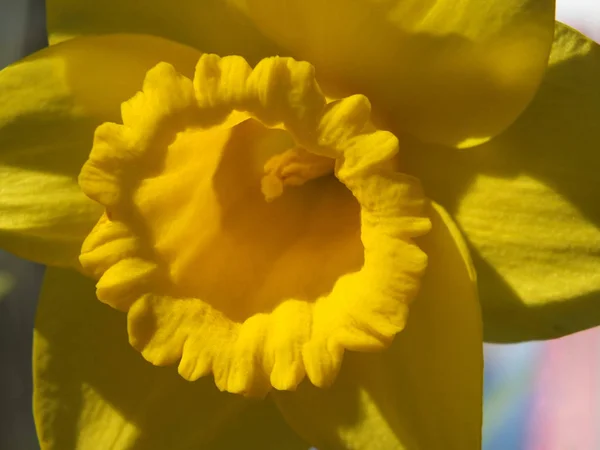 Vibrante brillante primer plano de un narciso amarillo a la luz del sol — Foto de Stock