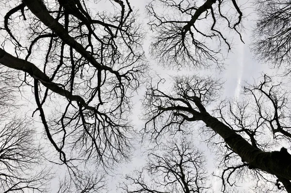 Black forest trees view upwards of canopy with tall trees and tw — Stock Photo, Image