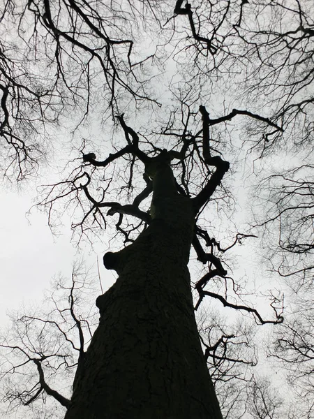 赤裸裸的黑色冬季树和森林树冠与扭曲的树枝 — 图库照片