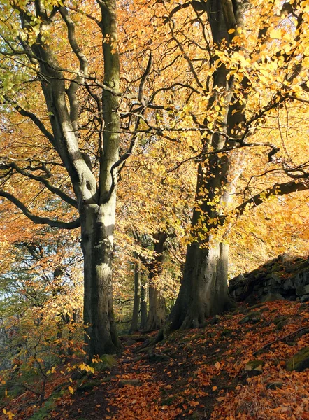 Stora bokträd på hösten i en skog med solljus och fallit — Stockfoto
