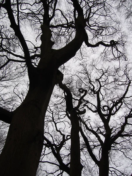 Árvores de inverno torcidas pretas atmosféricas em silhueta — Fotografia de Stock