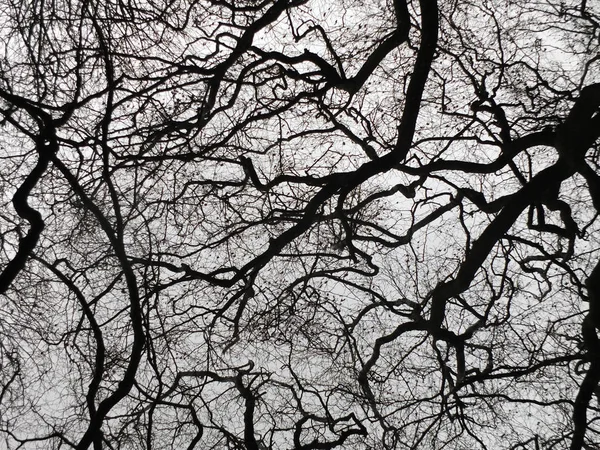 Dark winter trees and stark bare branches silhouette against a g — Stock Photo, Image