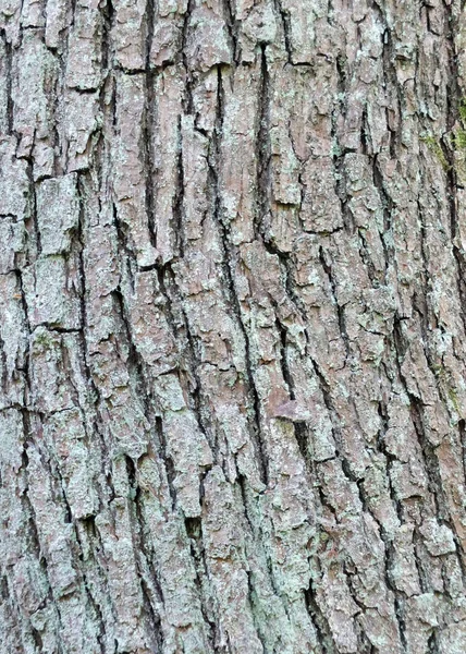 ひび割れと質感を持つ灰の木の樹皮 — ストック写真
