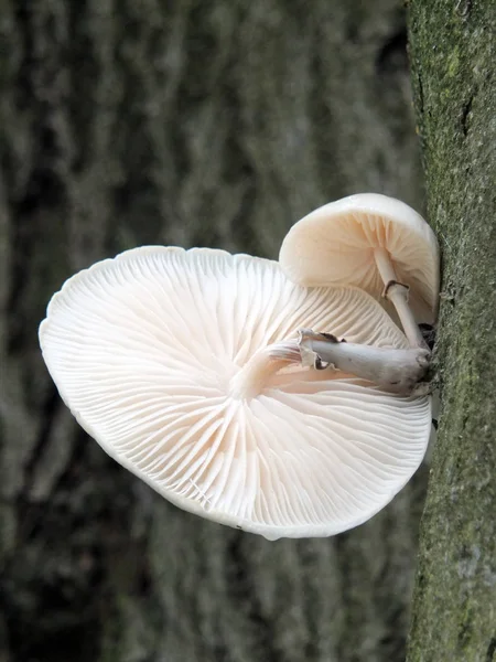 Ο μύκητας πορσελάνη αναπτύσσεται σε ένα δέντρο οξιά το φθινόπωρο — Φωτογραφία Αρχείου