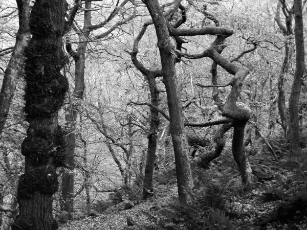 Monocromatico torto spettrale inquietante alberi invernali in inverno nebbioso per — Foto Stock