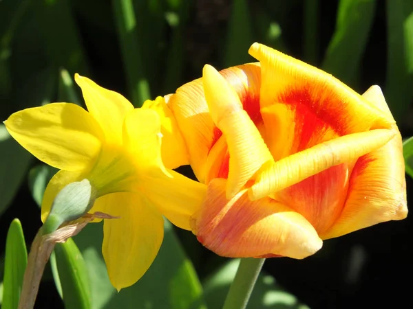 Primer plano de un narciso amarillo brillante de la primavera y un tulipán con la luz del sol brillante pensó los pétalos contra el follaje verde — Foto de Stock