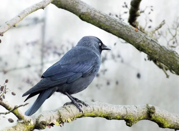 Crow Tree Branch Selective Focus — Stock Photo, Image