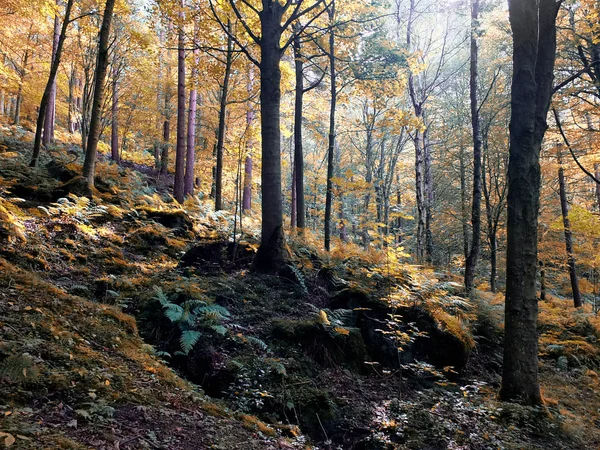 Sluncem ozářených zalesněných ploch na počátku podzimu, se smíšenými lesními stromy — Stock fotografie