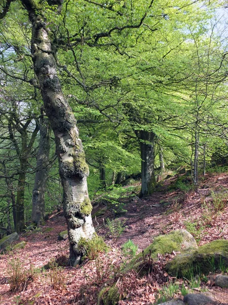 Bosque de verano temprano verde vibrante en una pendiente empinada con viejos árboles de haya retorcidos altos que crecen en el suelo rocoso y el sol sobre hojas verdes brillantes — Foto de Stock
