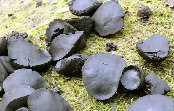 Svart Bulgar ien svamp växer på en Mosstäckt ruttnande bokskog — Stockfoto