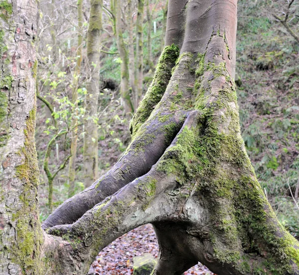 Raíces Árboles Enfoque Selectivo — Foto de Stock