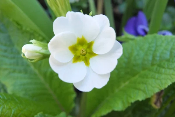 Close up of a cultivated white primrose in springtime — Stock Photo, Image