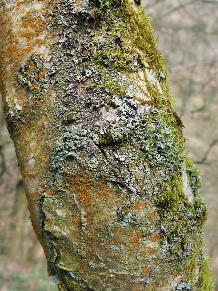 Primer plano del tronco de un abedul plateado con corteza agrietada cubierto de diferentes tipos de coloridos líquenes y musgos con un fondo de bosque borroso —  Fotos de Stock