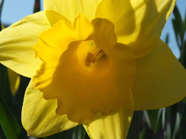 Primer plano de un narciso amarillo brillante de la primavera con la luz del sol que brilla pensó los pétalos contra un cielo azul brillante — Foto de Stock