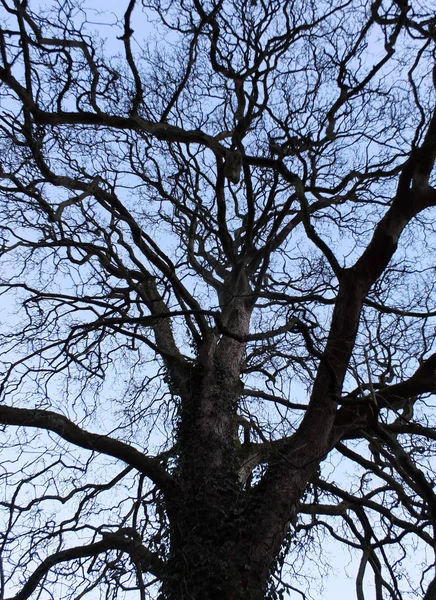 Mavi Gökyüzüne Karşı Ağaçlar Seçici Odak — Stok fotoğraf