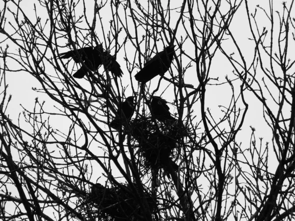 Κοράκια Στα Δέντρα Ενάντια Στον Ουρανό Επιλεκτική Εστίαση — Φωτογραφία Αρχείου