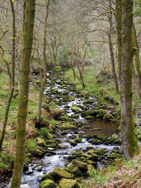 Arroyo de la ladera que corre a través de rocas musgosas y rocas con árboles forestales sobresalientes en bosques densos —  Fotos de Stock