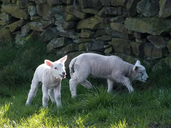 Dos corderos de primavera cerca de un muro de piedra con hierba y luz solar — Foto de Stock
