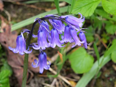 English bluebells in April in woodland clipart