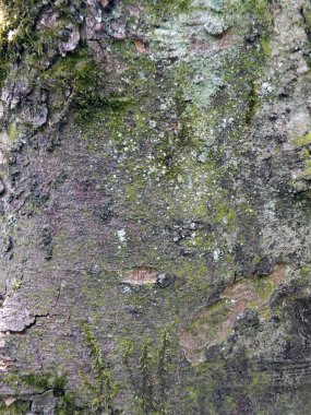 kaba doku ve yosun ile çınar ağacı kabuğu