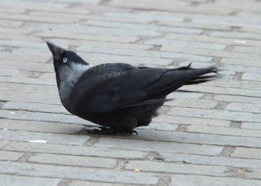 karga yakın çekim, seçici odak