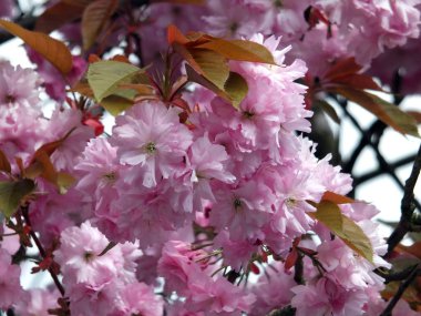 pembe kiraz çiçekleri, seçici odak