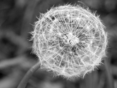 tohumlu yuvarlak top karahindiba saati 