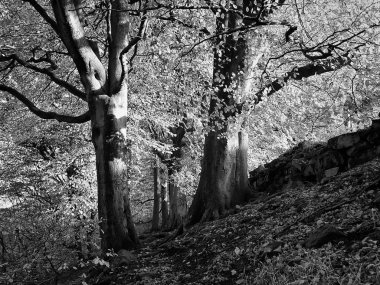 ağaç gövdeleri, seçici odak, siyah ve beyaz