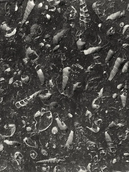 어두운 바위에 많은 수의 화석 바다 조개 — 스톡 사진