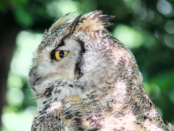 Lång eared Owl närbild i profil — Stockfoto