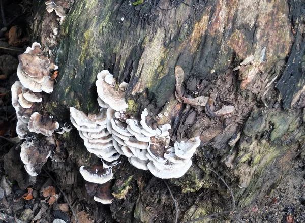 Κλείσιμο Πολλών Ζωνών Μύκητα Polypore Και Βρύα Στο Φλοιό Των — Φωτογραφία Αρχείου