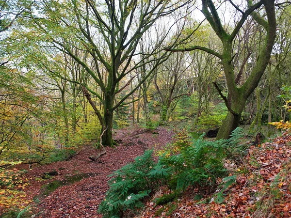 Sen utumn Beech Woodland med en matta av fallna löv och Fer — Stockfoto