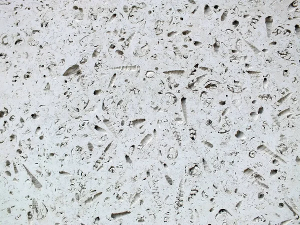 화석이 있는 하얀 석회암 석판 — 스톡 사진