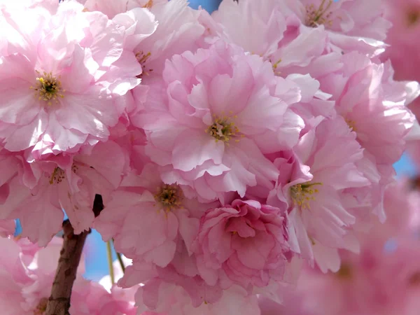 Flor Cerezo Rosa Primer Plano Primavera —  Fotos de Stock