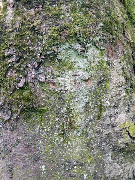 Corteza de árbol con textura áspera y musgo —  Fotos de Stock