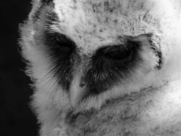 Little Owl Close — Foto Stock