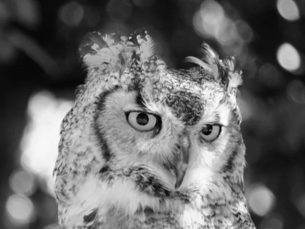 Lange Phayre Owl portret close-up van gezicht — Stockfoto