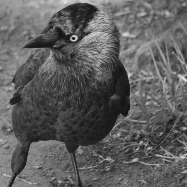 Jackdaw em close-up no chão — Fotografia de Stock