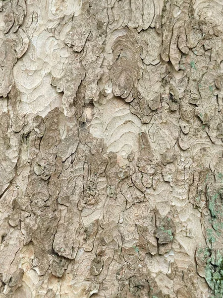 sycamore bark with peeling rugged texture