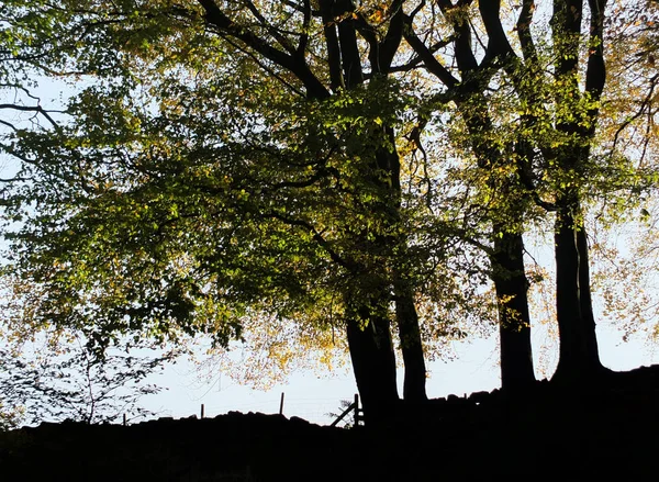 秋の葉が浮かび上がったシルエットの大きなブナの木 — ストック写真